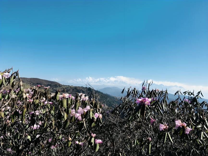 Singalila Ridge Trek