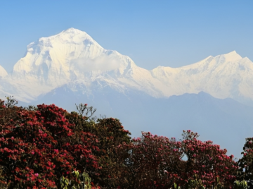 Singalila Ridge Trek